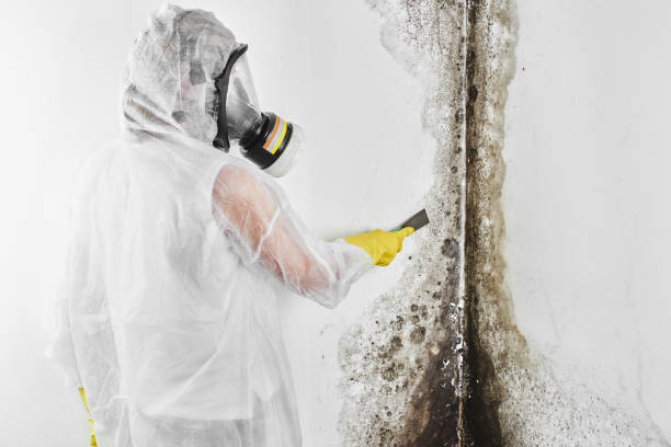 Best Mold Testing  in Collinsville, TX
