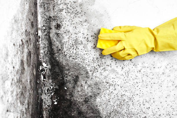 Best Professional Mold Removal  in Collinsville, TX