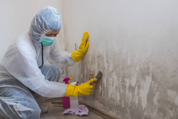 Best Certified Mold Removal  in Collinsville, TX