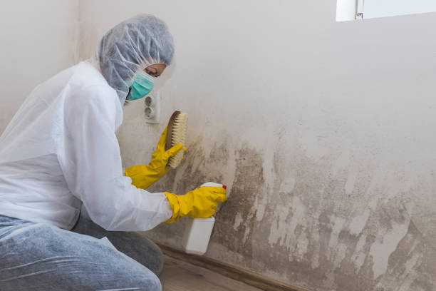 Best Residential Mold Removal  in Collinsville, TX