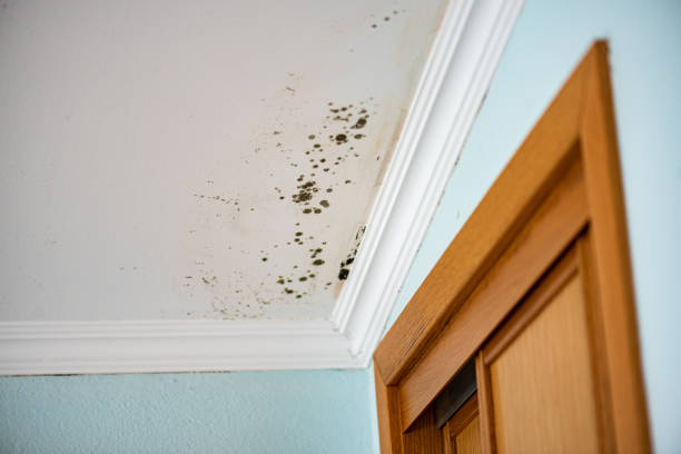 Professional Mold Removal in Collinsville, TX