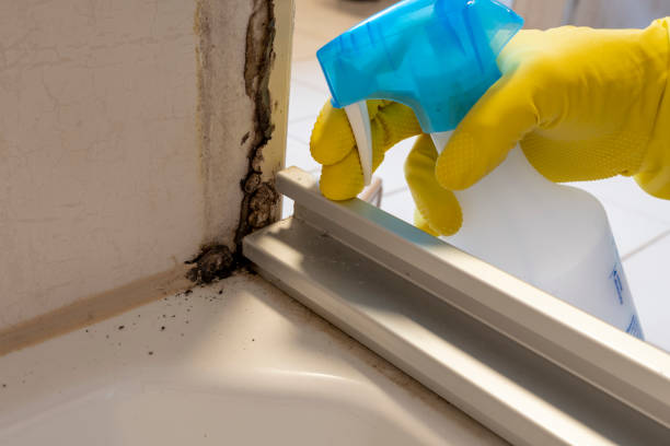 Best Mold Removal Company Near Me  in Collinsville, TX