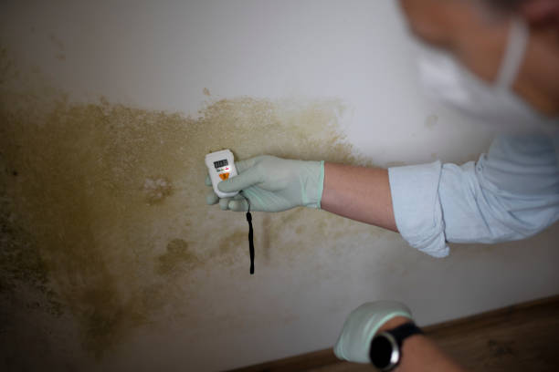 Certified Mold Removal in Collinsville, TX