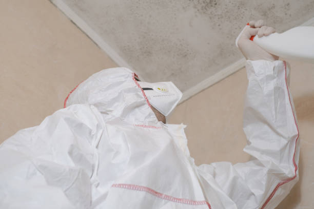 Home Mold Removal