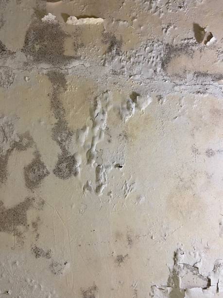 Best Commercial Mold Removal  in Collinsville, TX