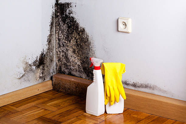 Best Same-Day Mold Removal  in Collinsville, TX