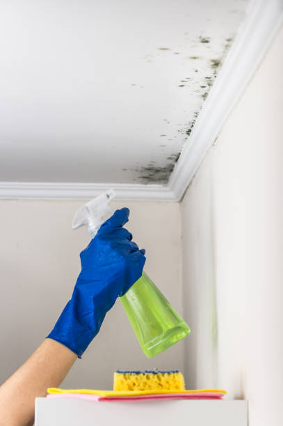 Best Local Mold Removal Service  in Collinsville, TX